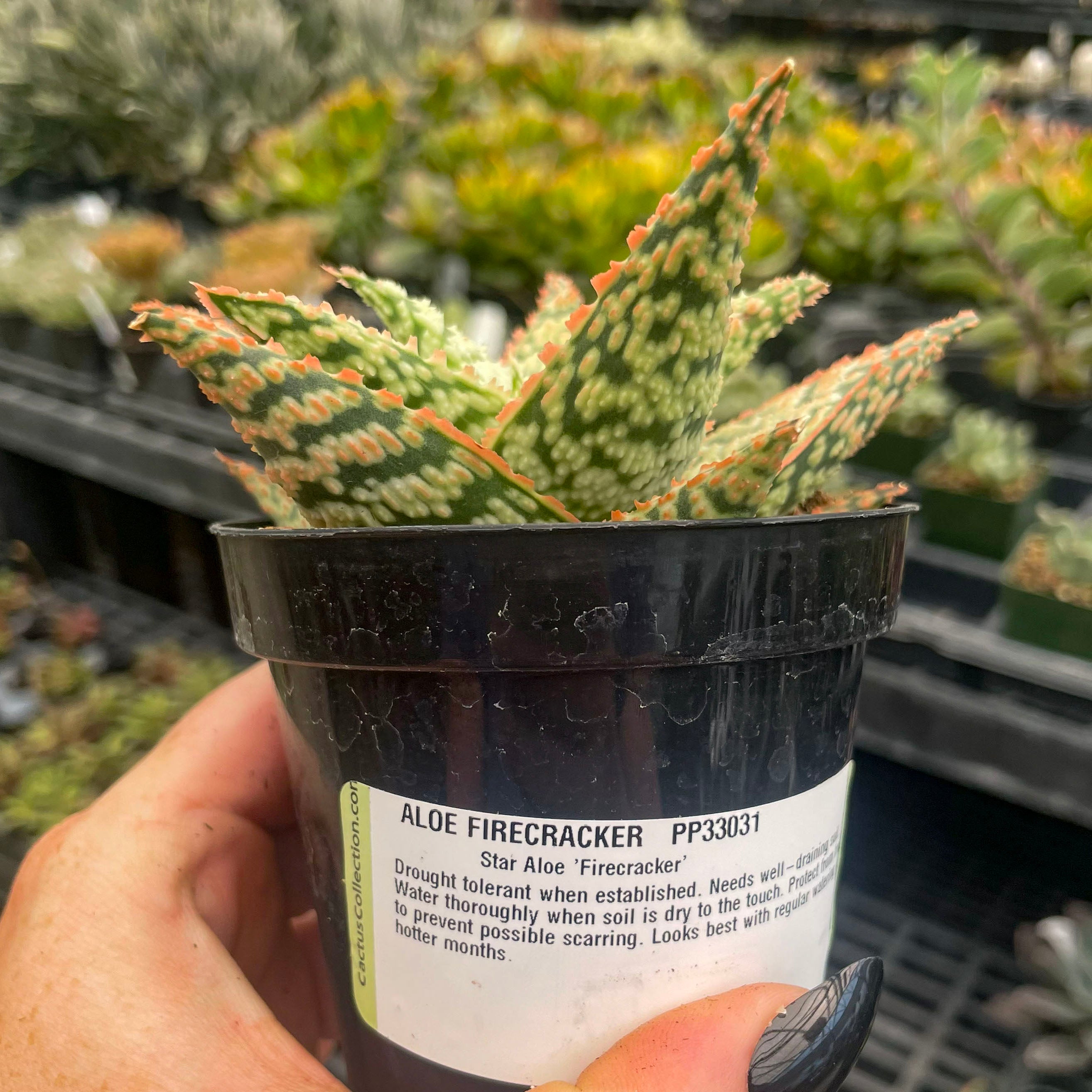 aloe plant cactus soil Aloe 'Firecracker' – Southern Idaho Landscape Center