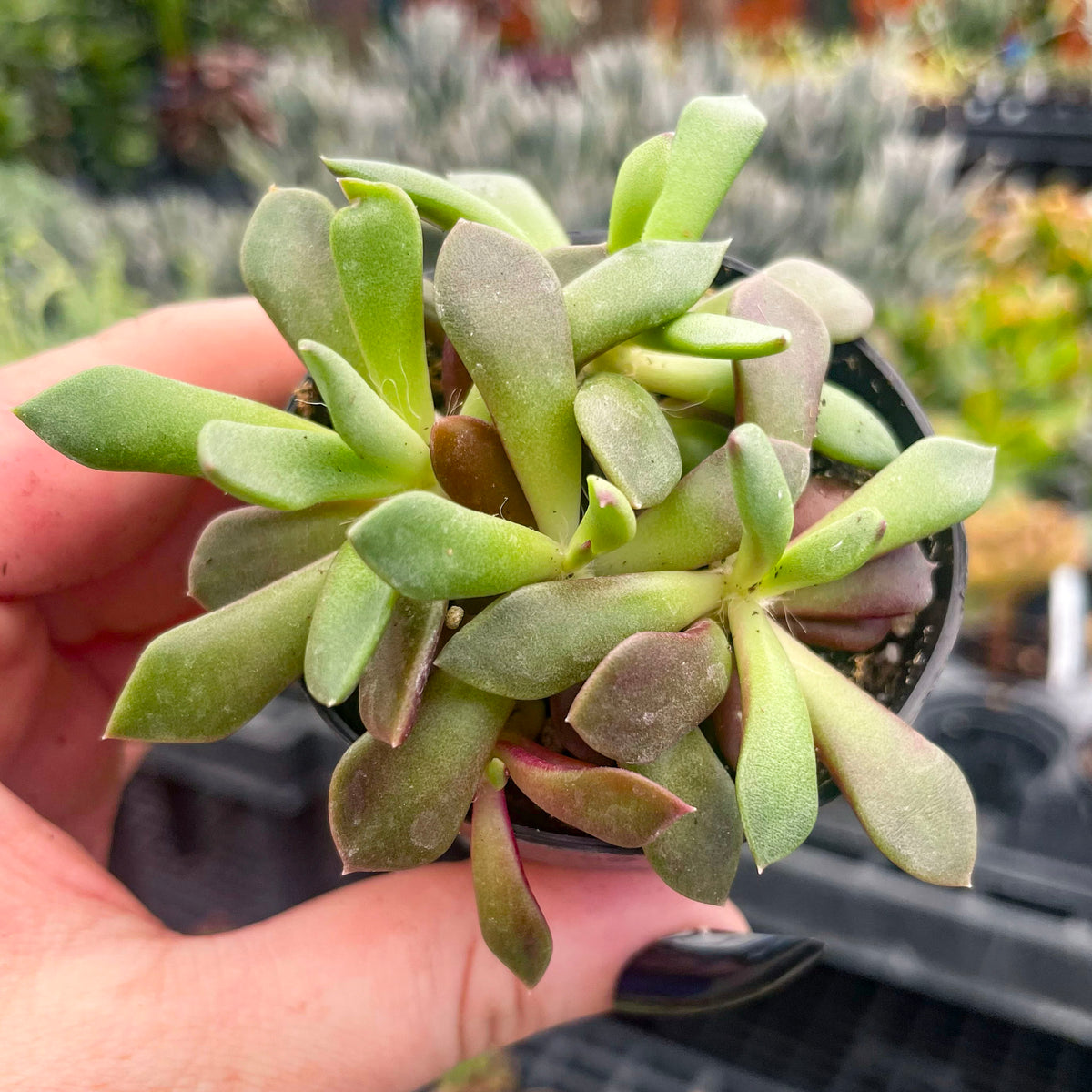 Anacampseros rufescens 'Sand Rose' – Southern Idaho Landscape Center