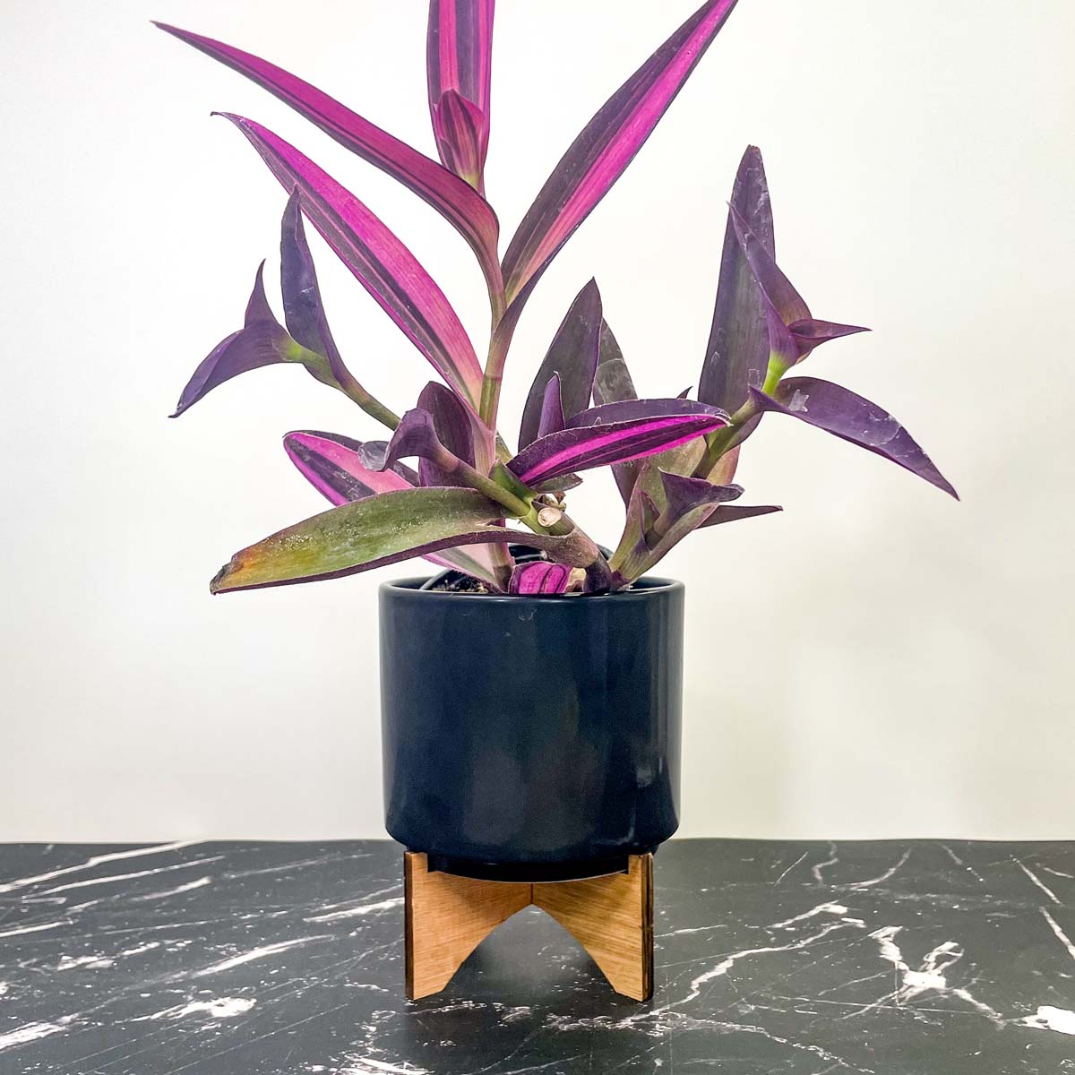 purple heart plant indoor Setcreasea purpurea