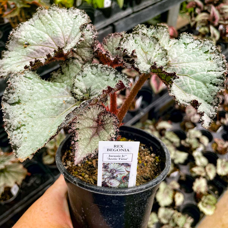 Begonia 'Jurassic Jr. Arctic Twist' – Southern Idaho Landscape Center