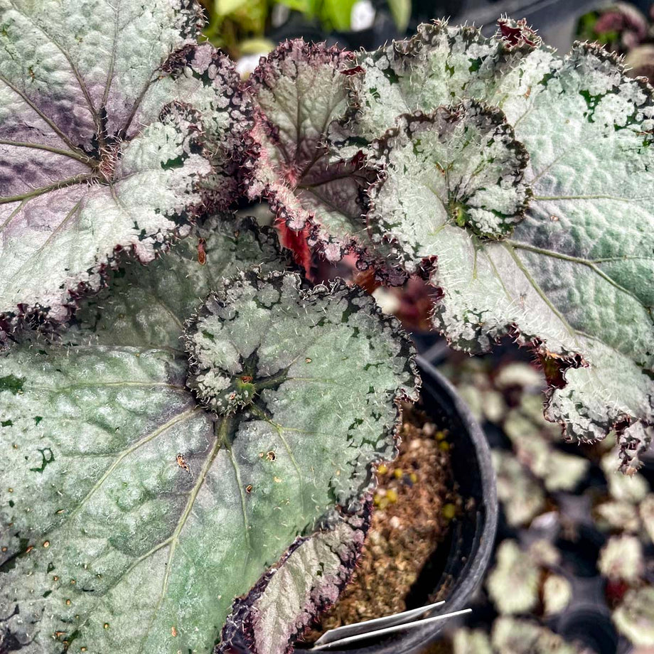 Begonia 'Jurassic Jr. Arctic Twist' – Southern Idaho Landscape Center