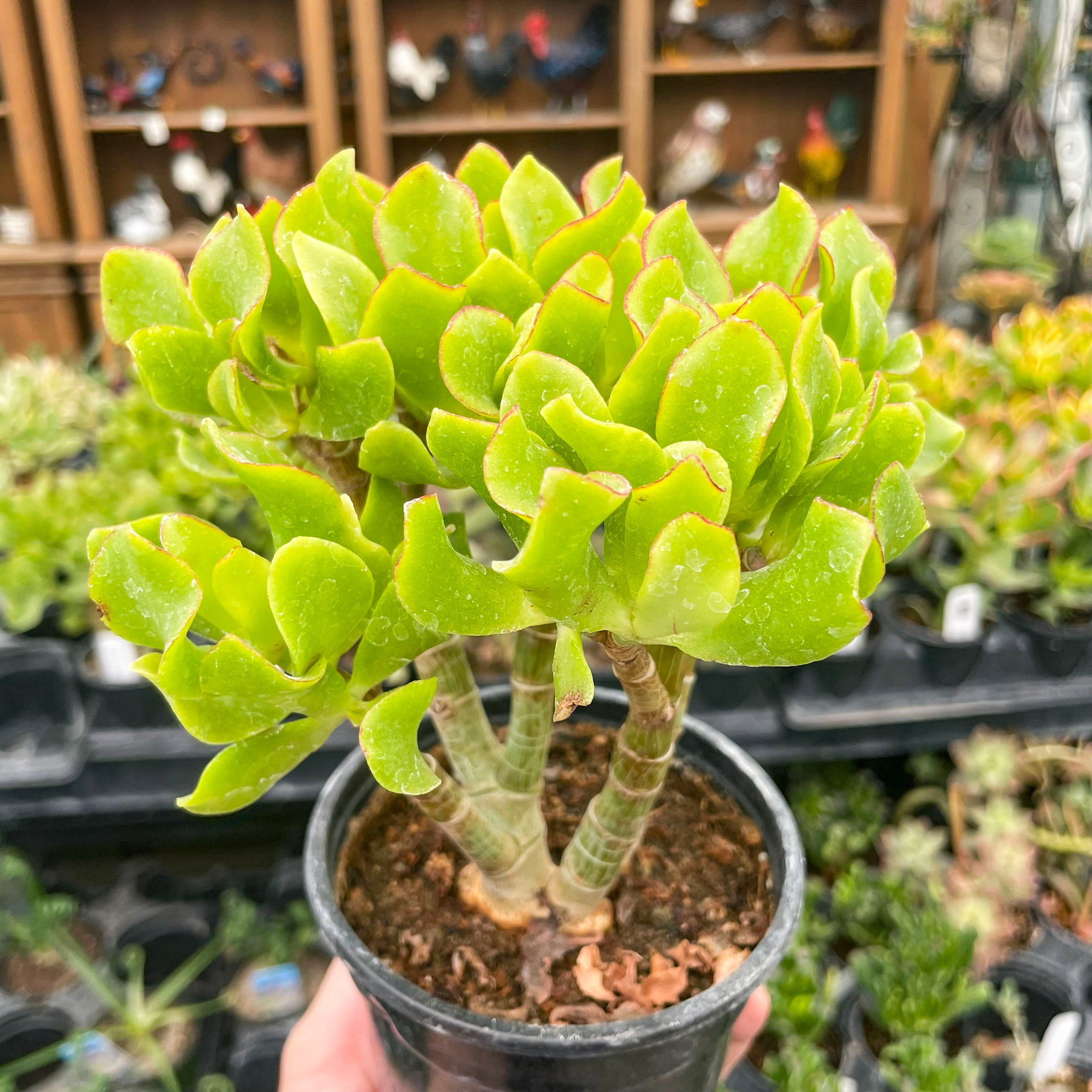 jade slipper plant Crassula ovata undulatifolia (Ripple Jade) – Southern Idaho Landscape Center