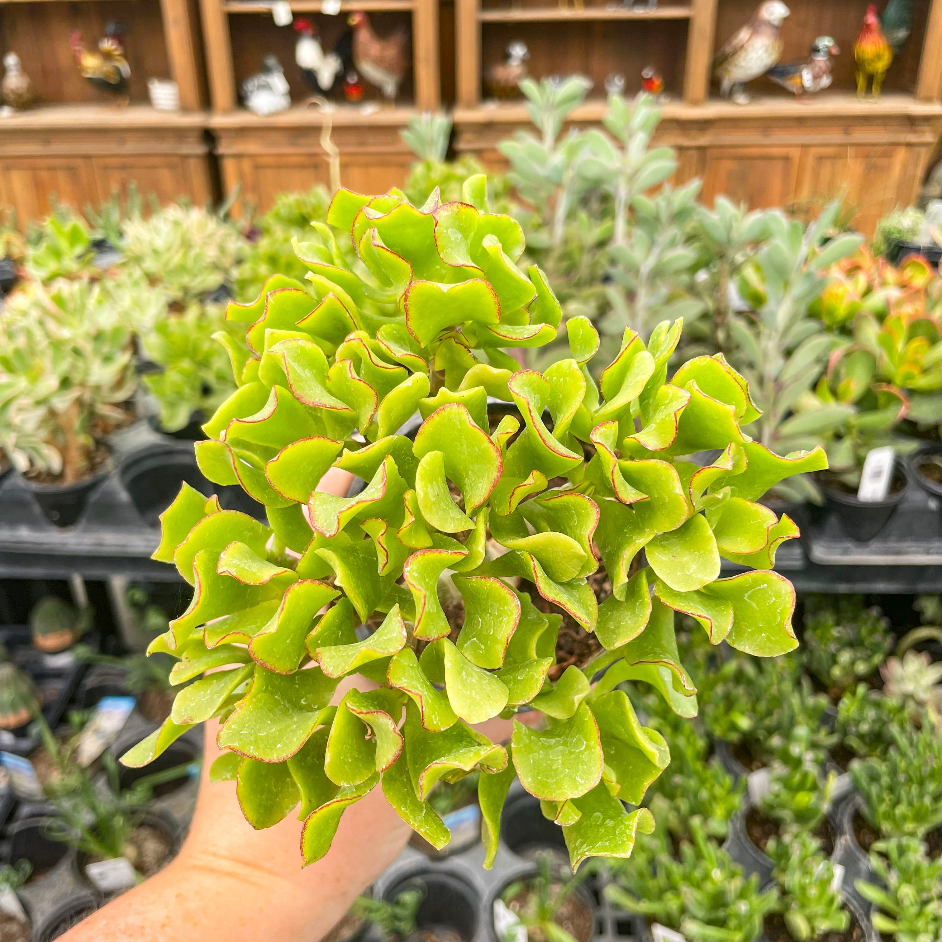 succulent ripple jade Crassula ovata undulatifolia (Ripple Jade)