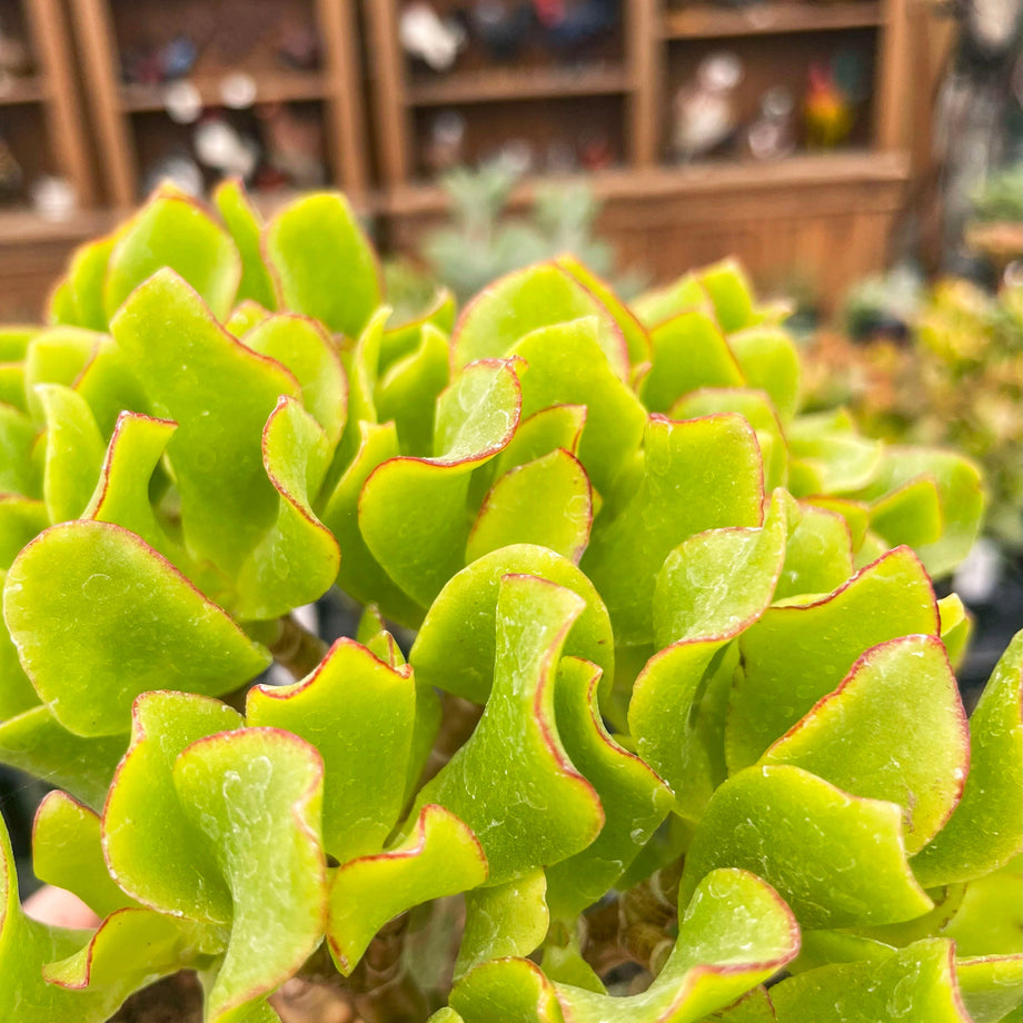 ripple jade succulent Crassula ovata undulatifolia (Ripple Jade) – Southern Idaho Landscape Center