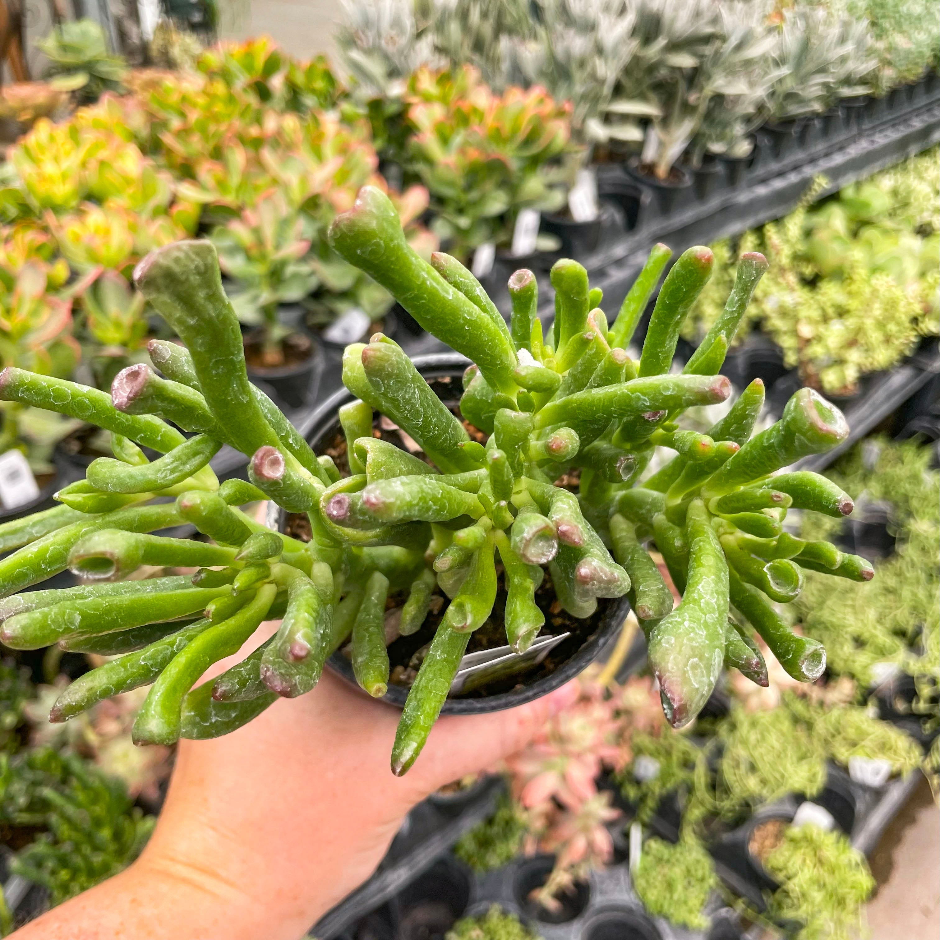 Crassula ovata 'Hobbit' – Southern Idaho Landscape Center