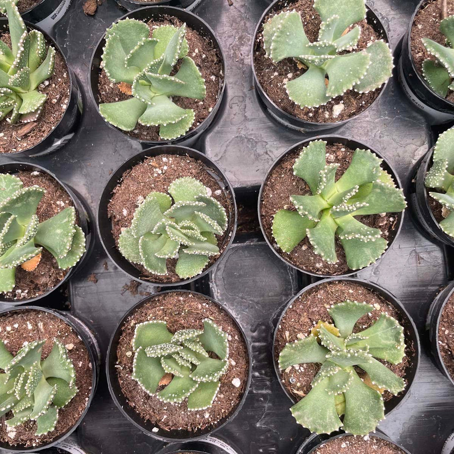 giant jewel succulent Aloinopsis malherbei
