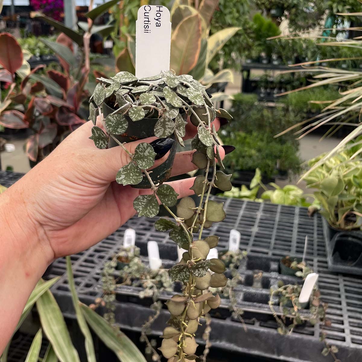 wax plant succulent Hoya curtisii (Wax Plant)
