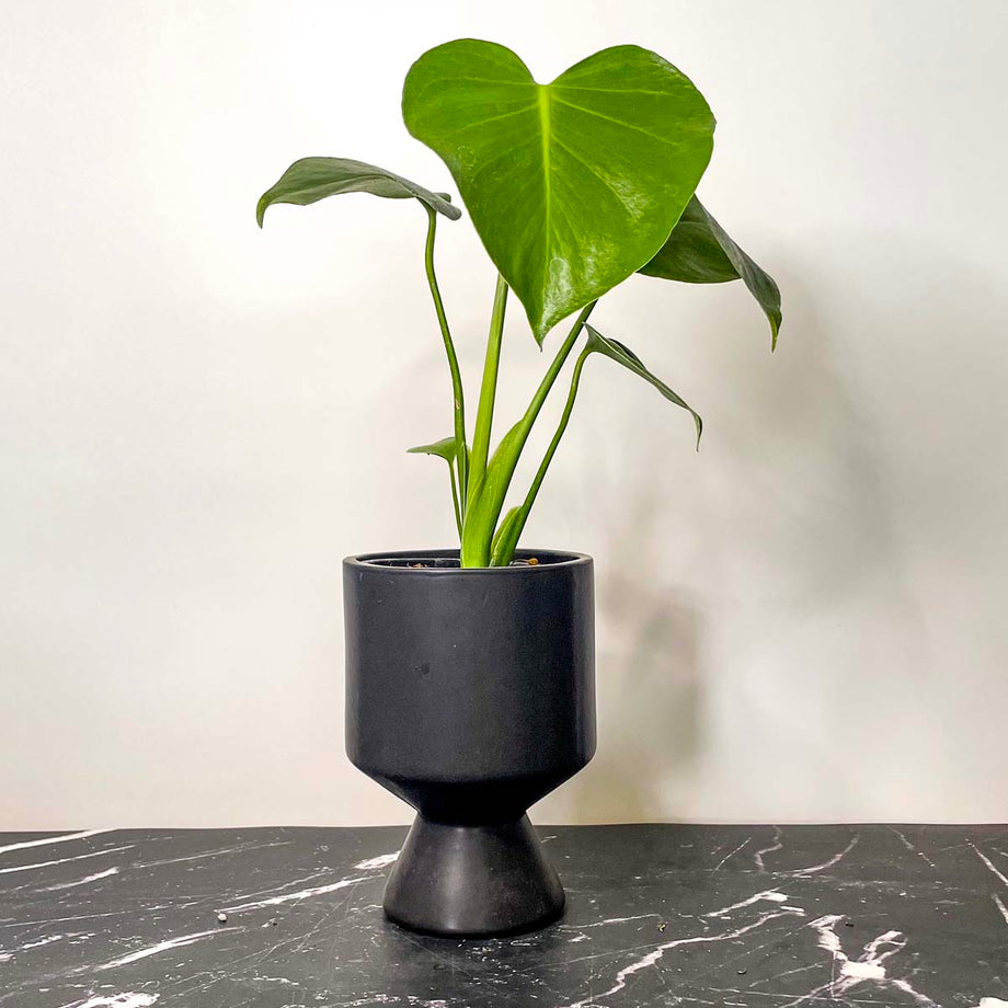 Monstera deliciosa - Swiss Cheese Plant – Southern Idaho Landscape