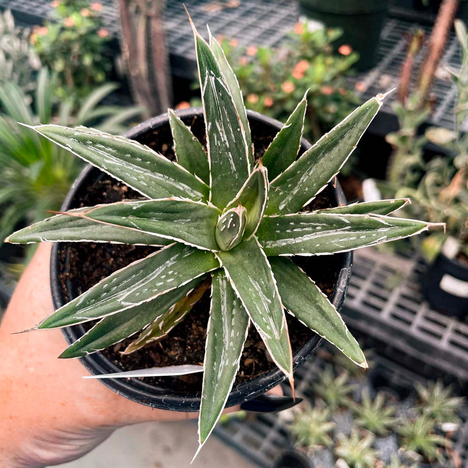 Agave victoriae-reginae 'Porcupine' (Queen Victoria Agave) – Southern Idaho  Landscape Center