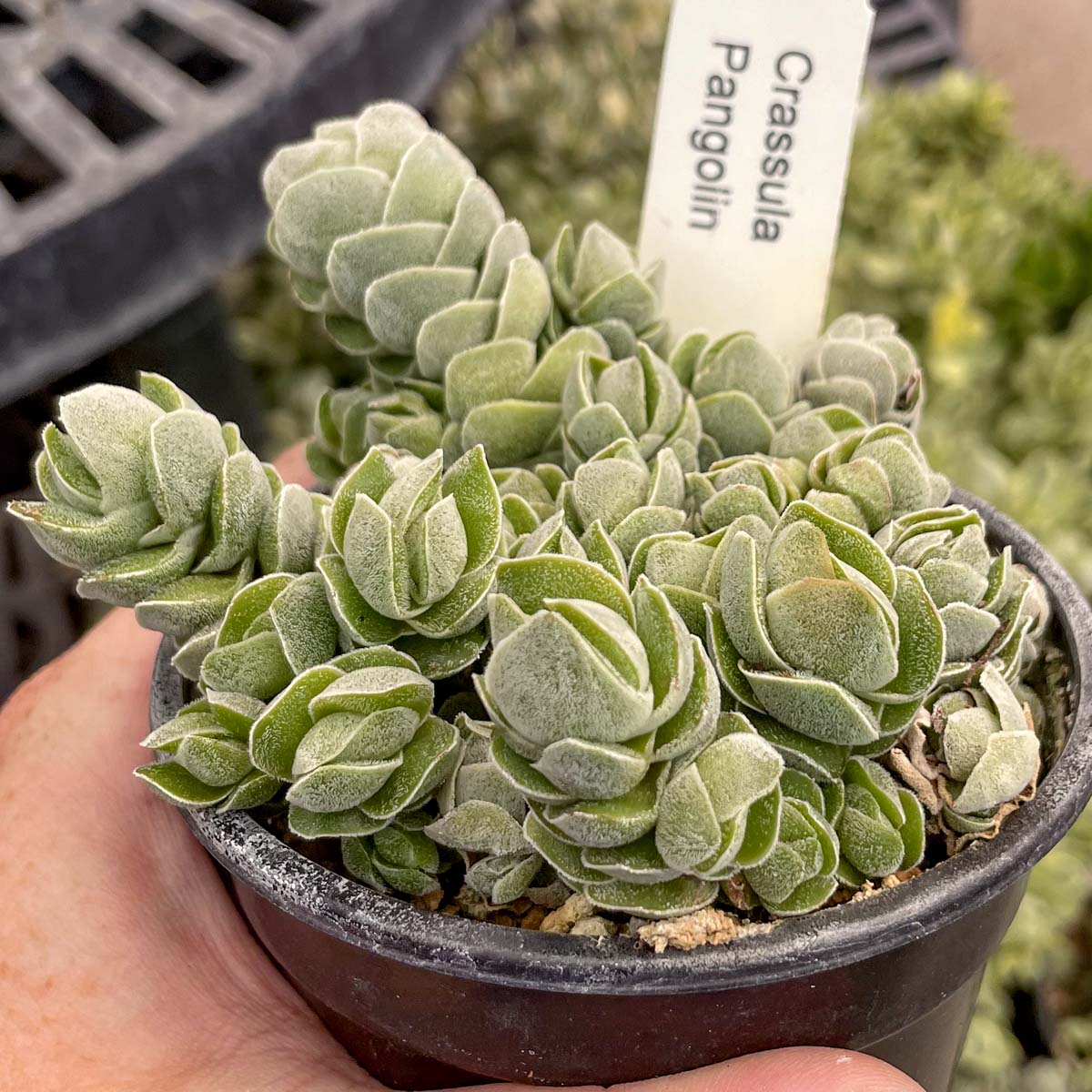 pangolin succulent Crassula 'Pangolin'