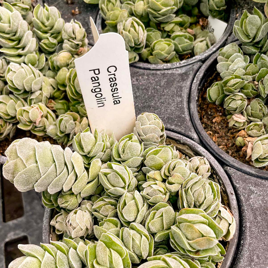 pangolin succulent Crassula 'Pangolin' – Southern Idaho Landscape Center