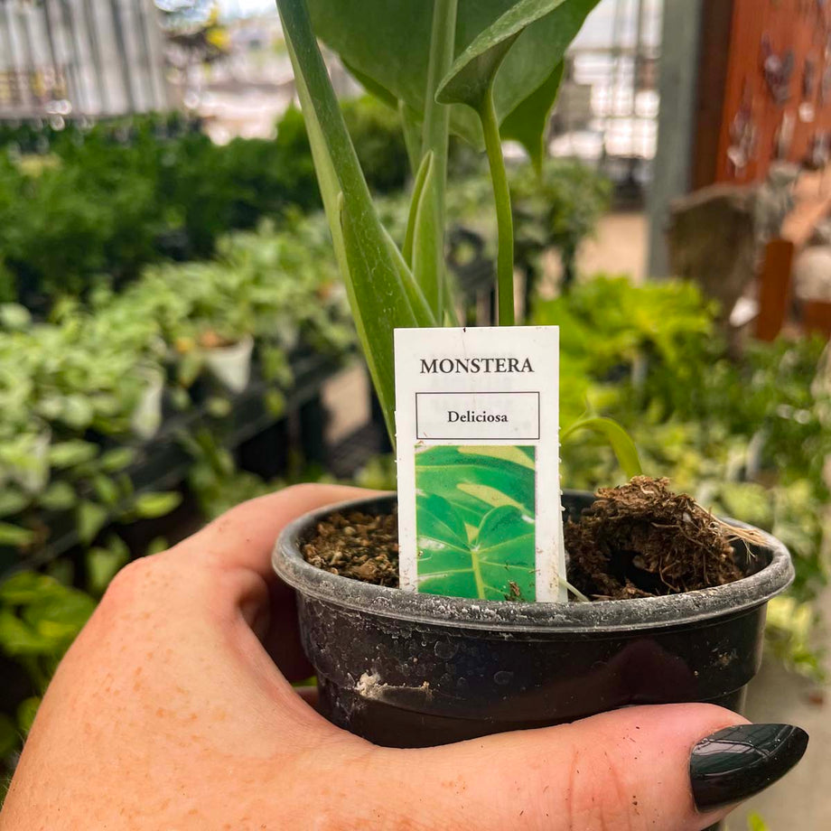 swiss cheese plant soil Monstera deliciosa