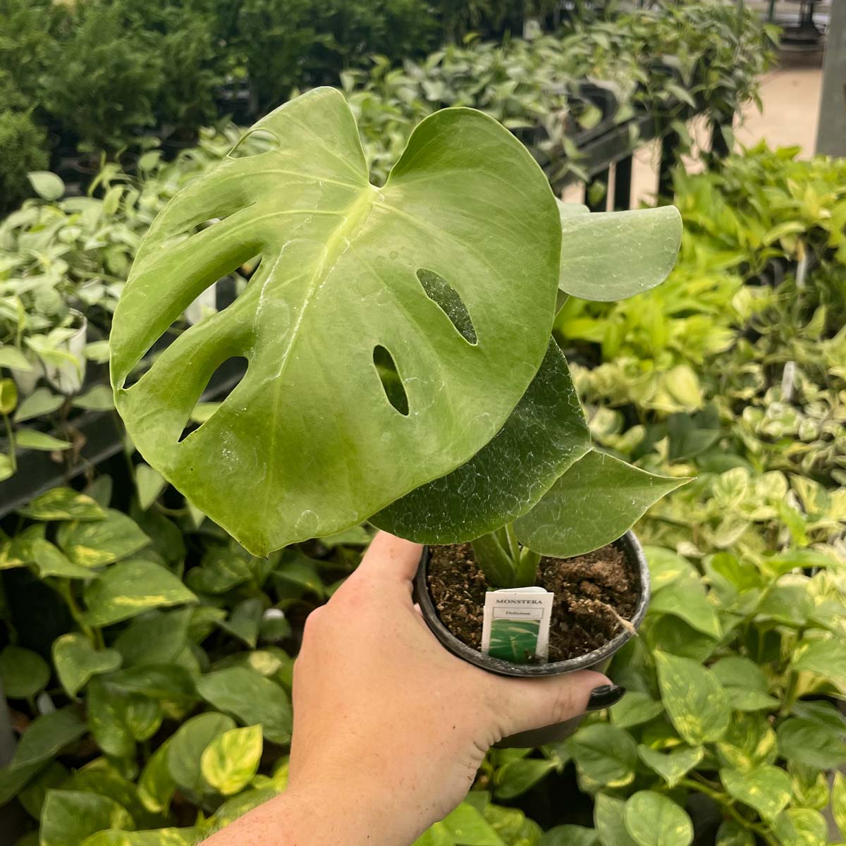 monstera deliciosa anchorage Monstera deliciosa