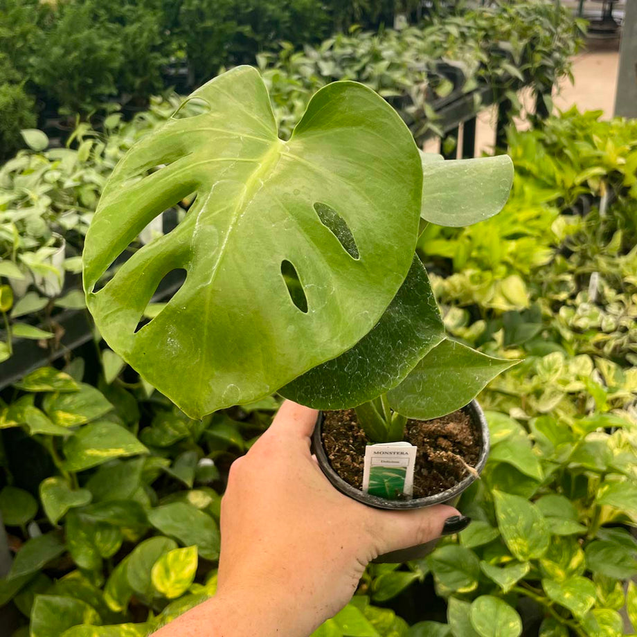 live swiss cheese plant Monstera deliciosa