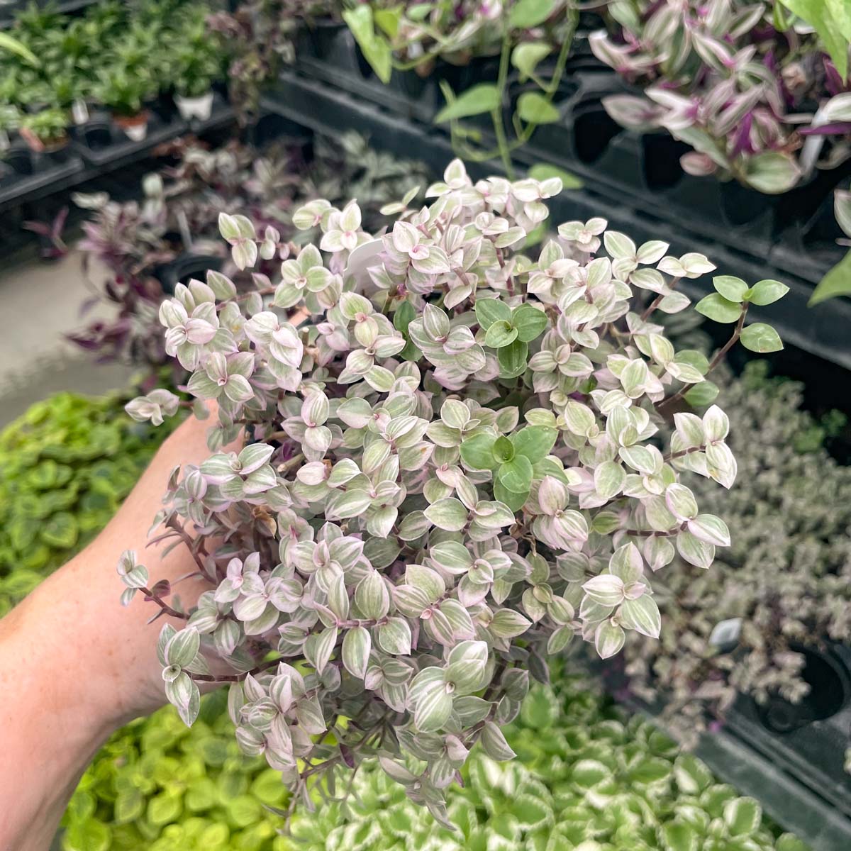 succulent turtle vine Callisia repens 'Pink Lady' (Turtle Vine)
