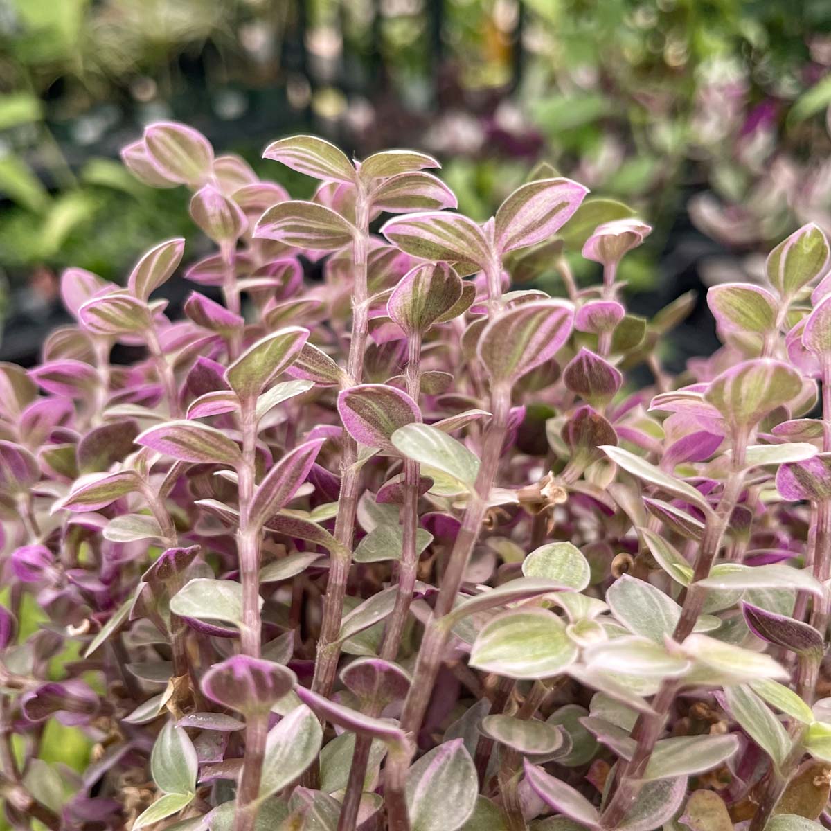 pink lady indoor plant Callisia repens 'Pink Lady' (Turtle Vine) – Southern Idaho Landscape Center