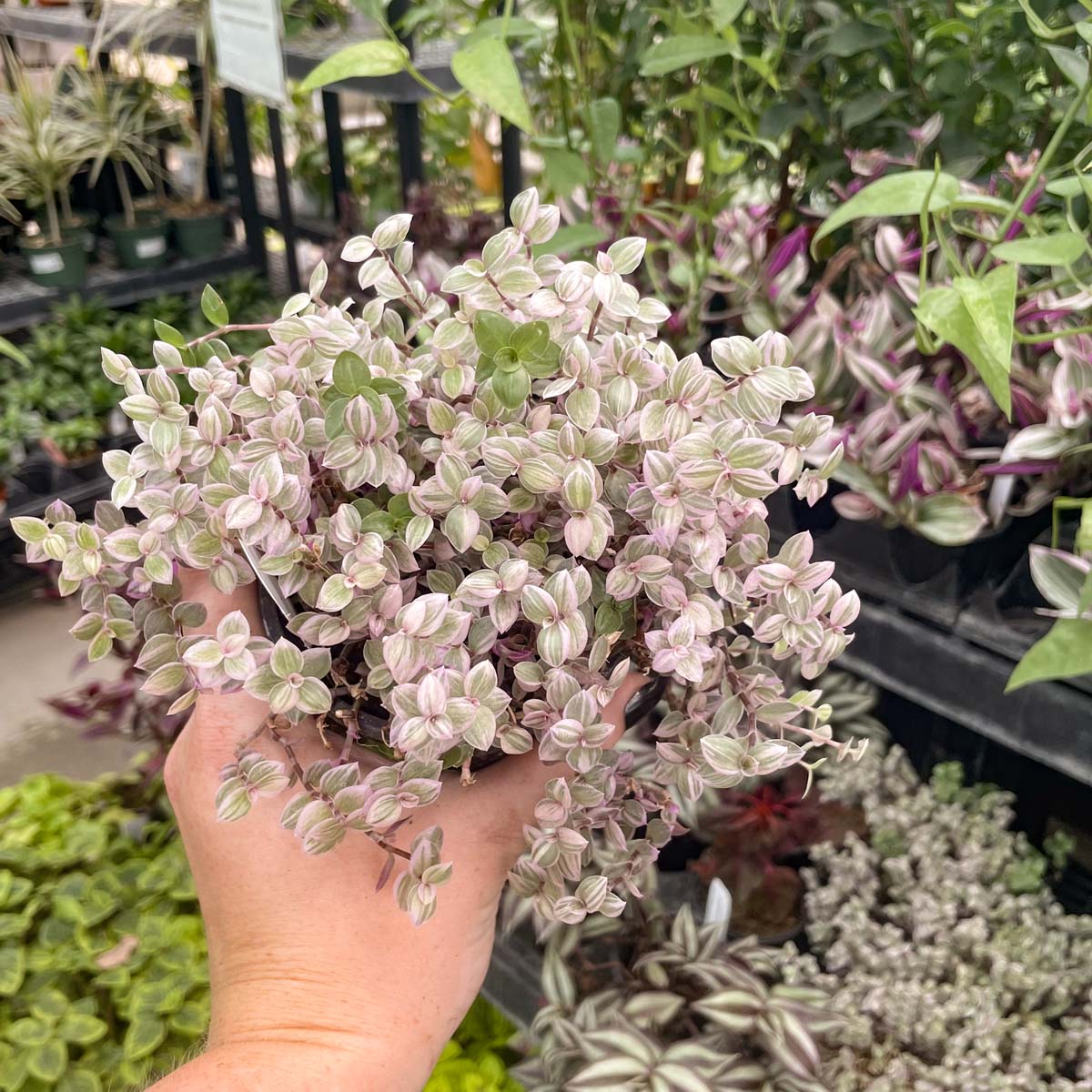 is callisia repens a succulent Callisia repens 'Pink Lady' (Turtle Vine) – Southern Idaho Landscape Center