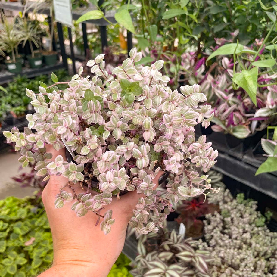 pink lady house plant Callisia repens 'Pink Lady' (Turtle Vine) – Southern Idaho Landscape Center