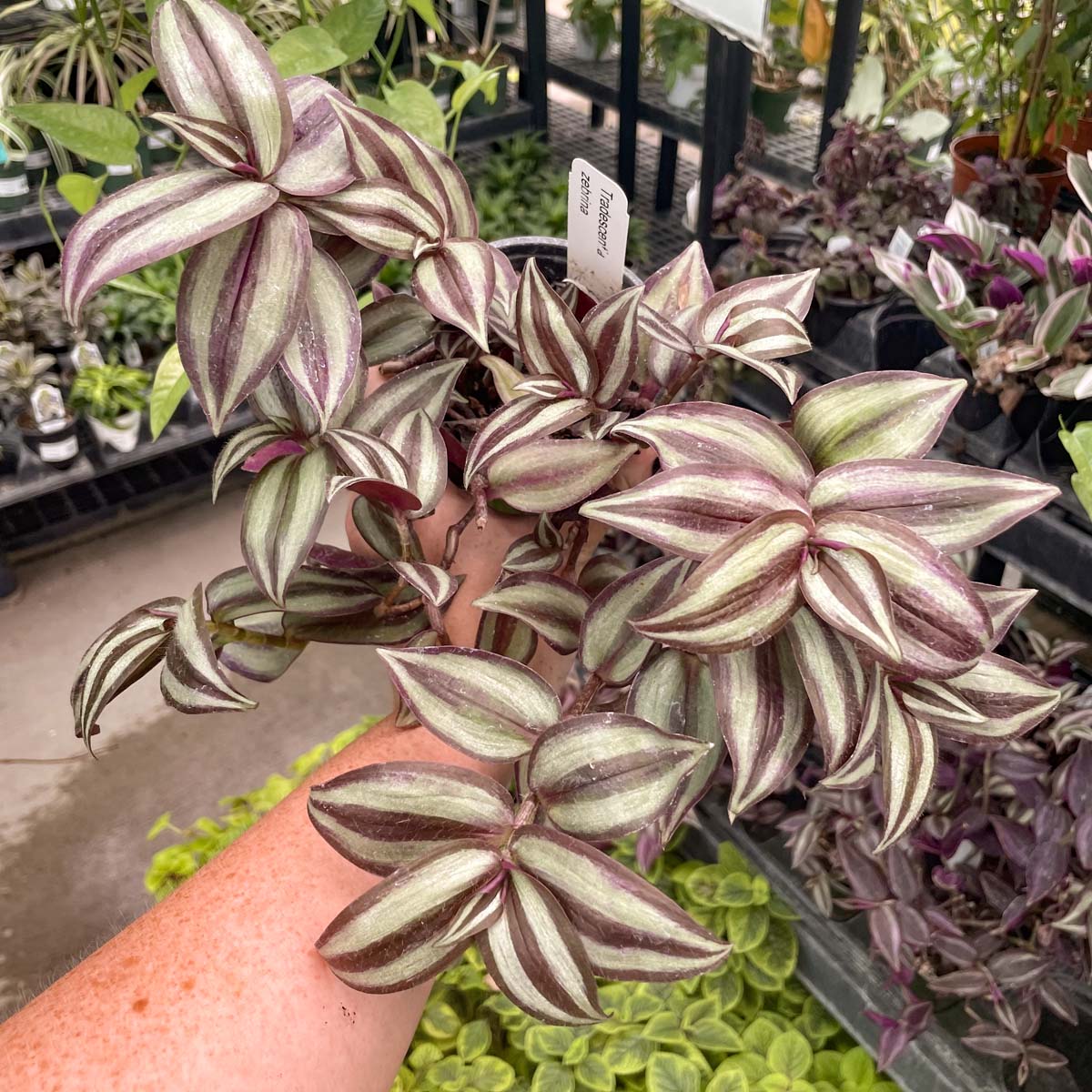 zebrina indoor plant Tradescantia zebrina – Southern Idaho Landscape Center