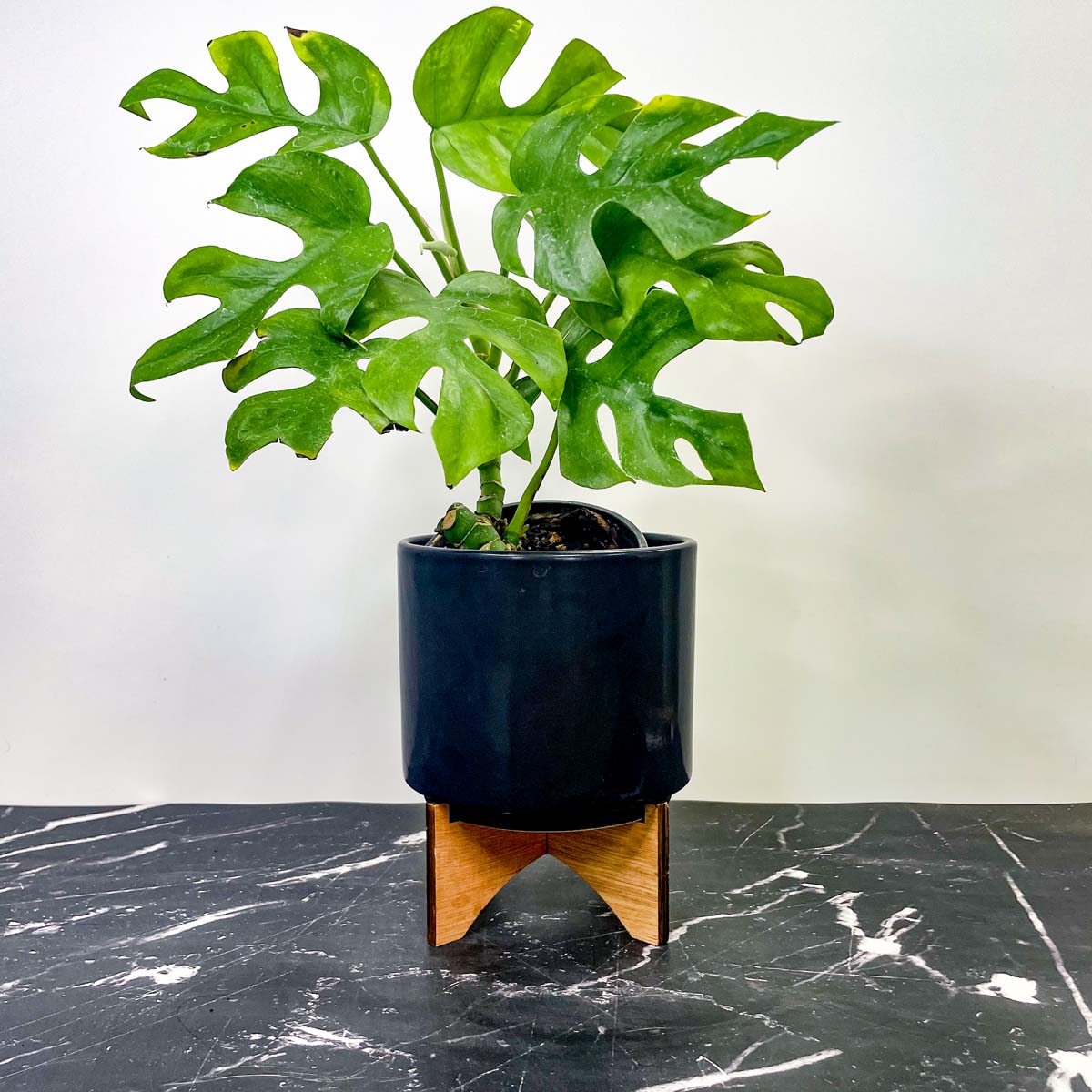 monstera adasonii 4