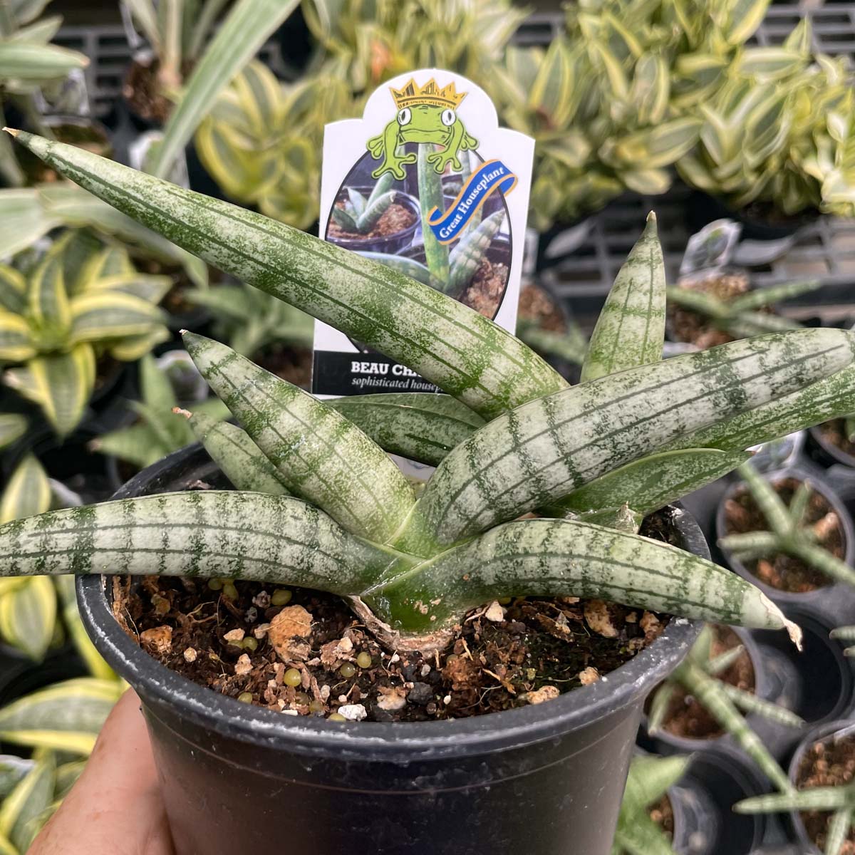 sansevieria boncel starfish snake plant Sansevieria cylindriva 'Boncel' (Starfish Snake Plant)
