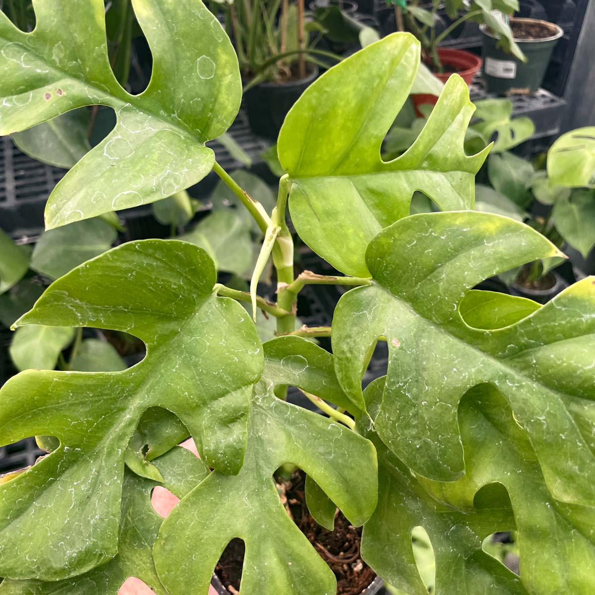Rhaphidophora tetrasperma