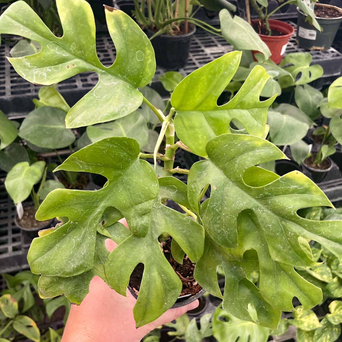 Rhaphidophora tetrasperma