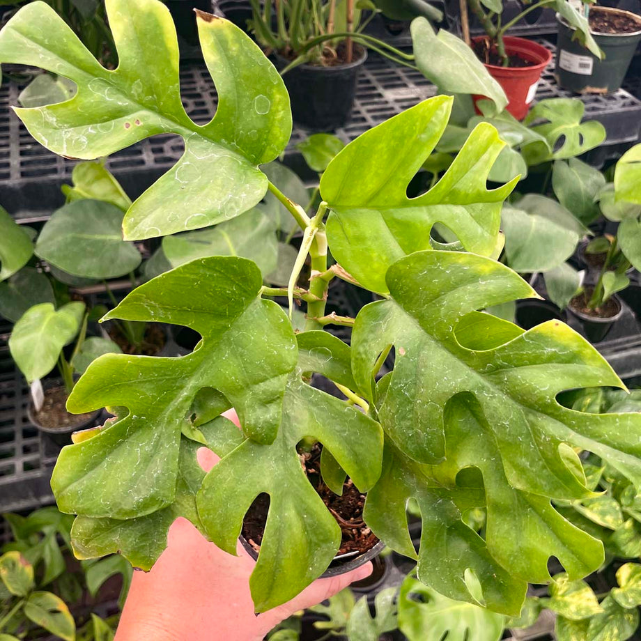 Rhaphidophora tetrasperma / Monstera minima 12cm