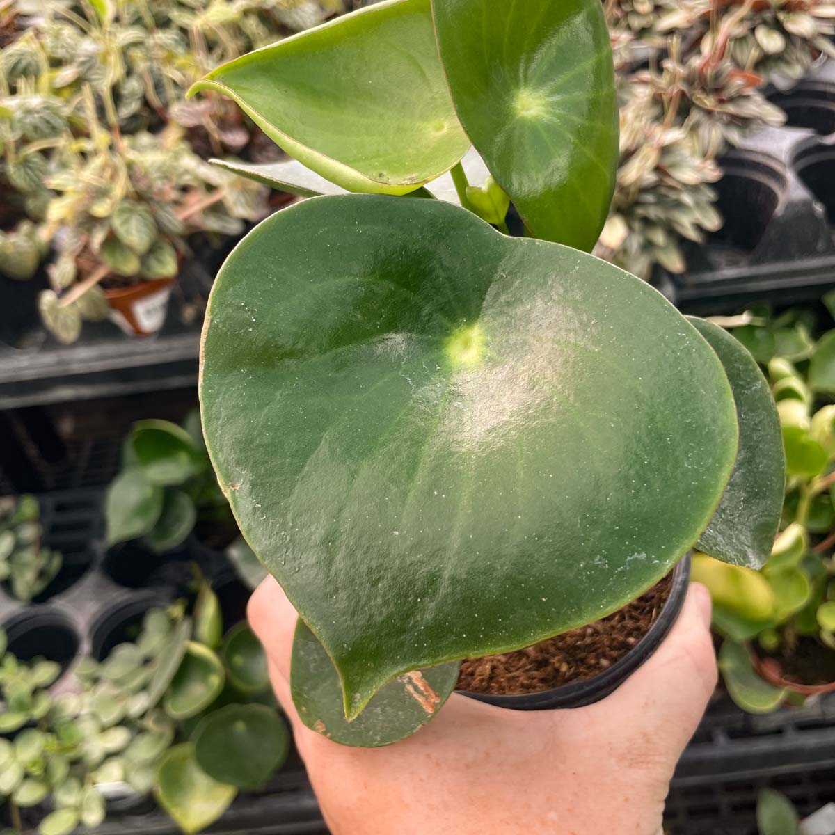 succulent with teardrop leaves Peperomia Raindrop