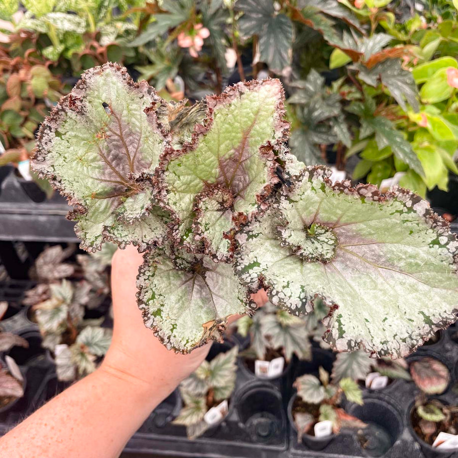 Begonia 'Jurassic Jr. Arctic Twist' – Southern Idaho Landscape Center