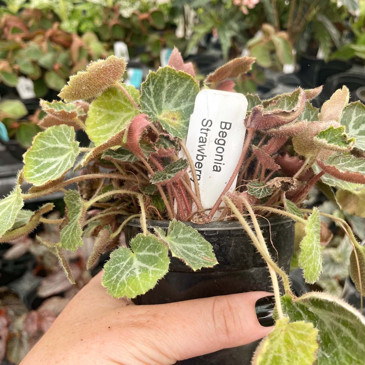strawberry begonia hanging plant Strawberry Begonia Plant - 2" Pot - Saxifraga