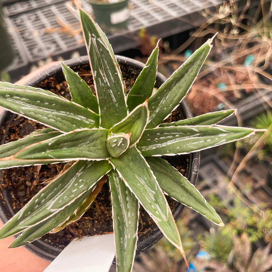 Agave 麻花 from Dennis 検索)麻花龍、冰雹、MS WV Agave chiapensis