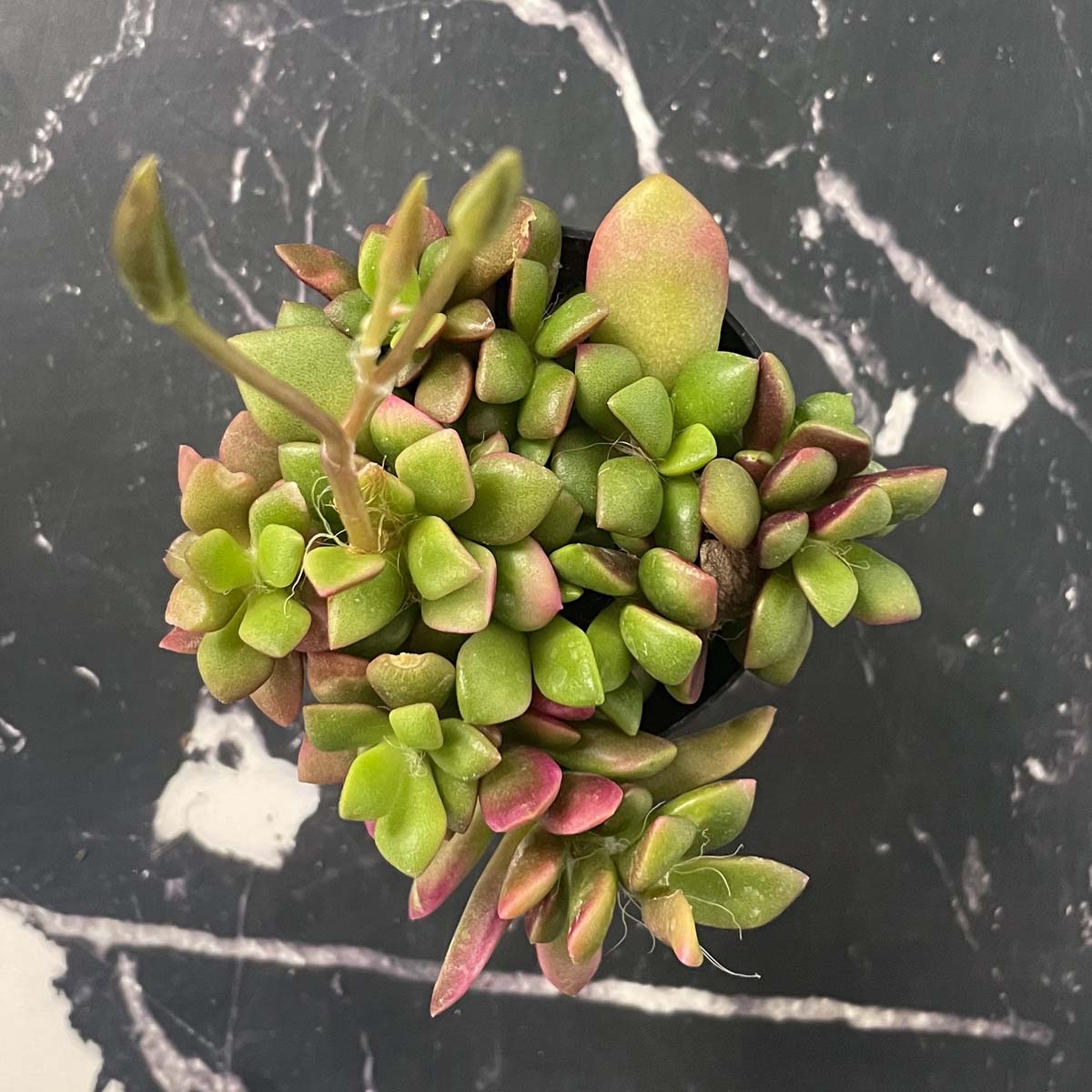 Anacampseros Telephiastrum 'Variegata' (4 inch) 1 Plant