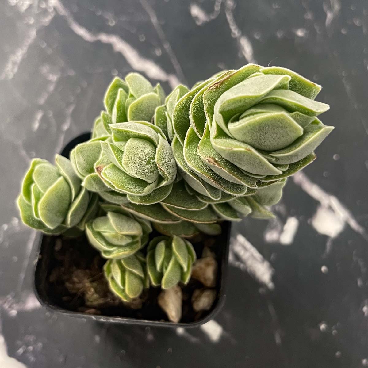 pangolin succulent Crassula 'Pangolin'
