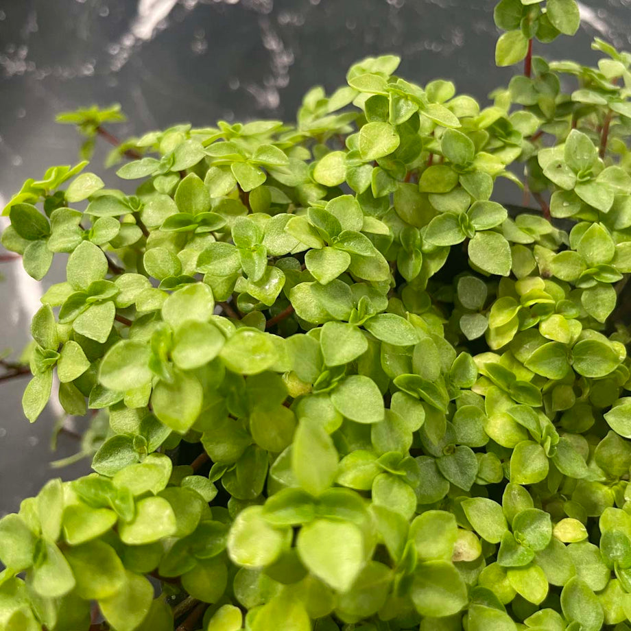 pilea glauca plant Pilea glauca 'Aquamarine' – Southern Idaho Landscape Center