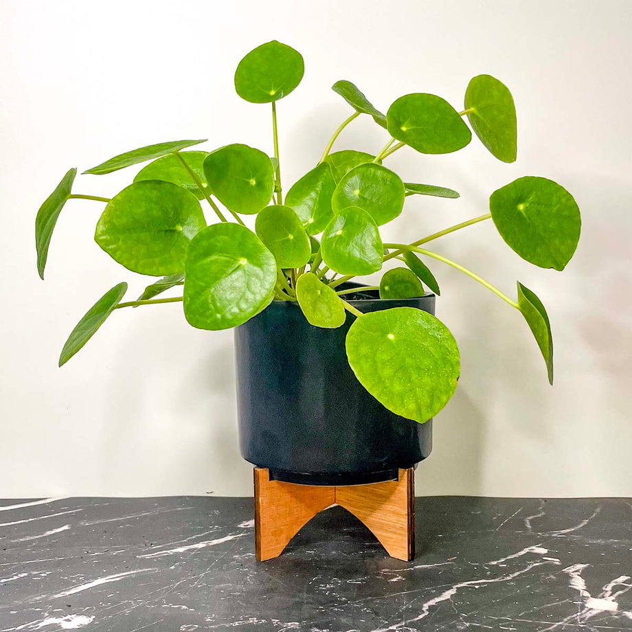 Pilea peperomioides