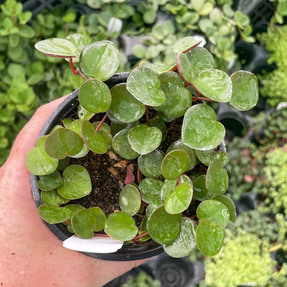 ruby cascade succulent Peperomia 'Ruby Cascade'