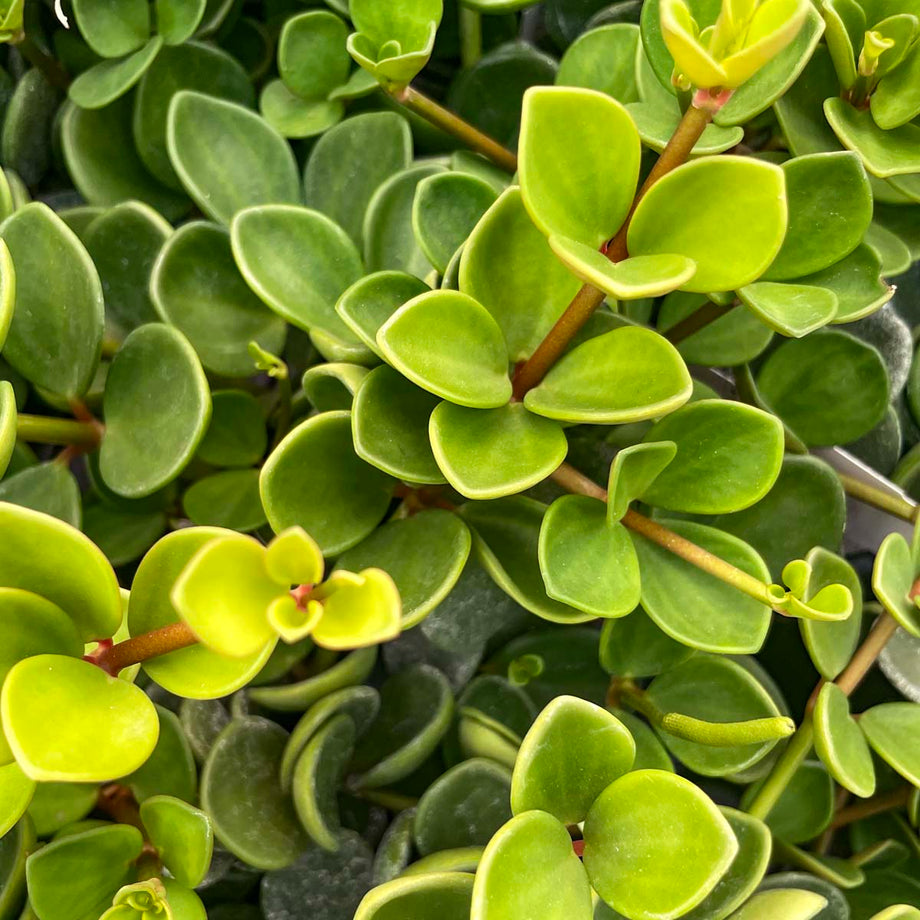 Hope Peperomia – Southern Idaho Landscape Center