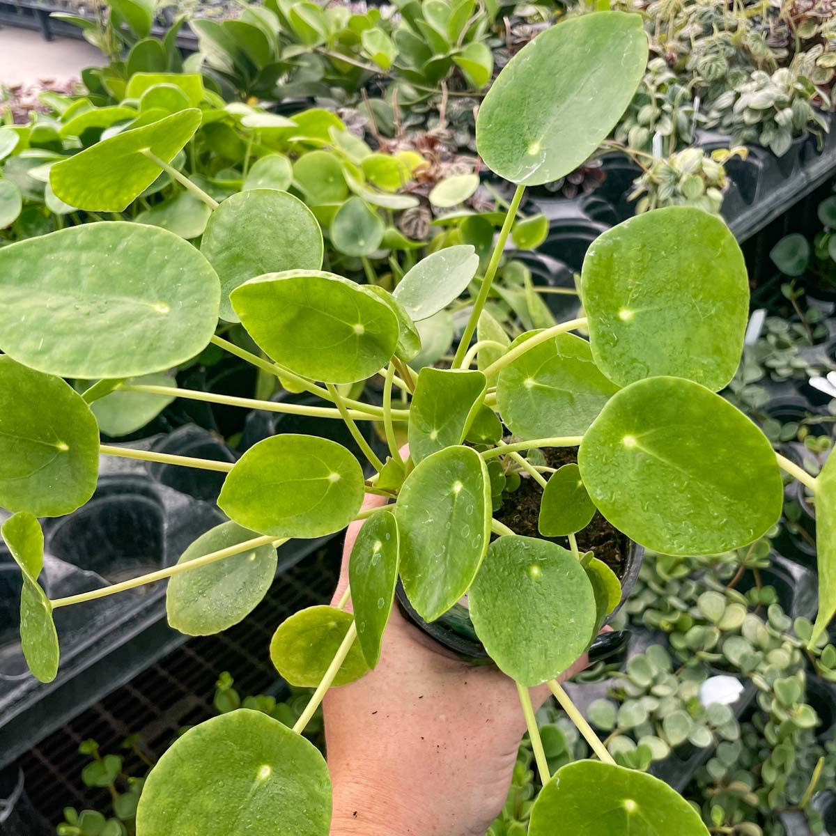 money plant 777 Pilea peperomioides