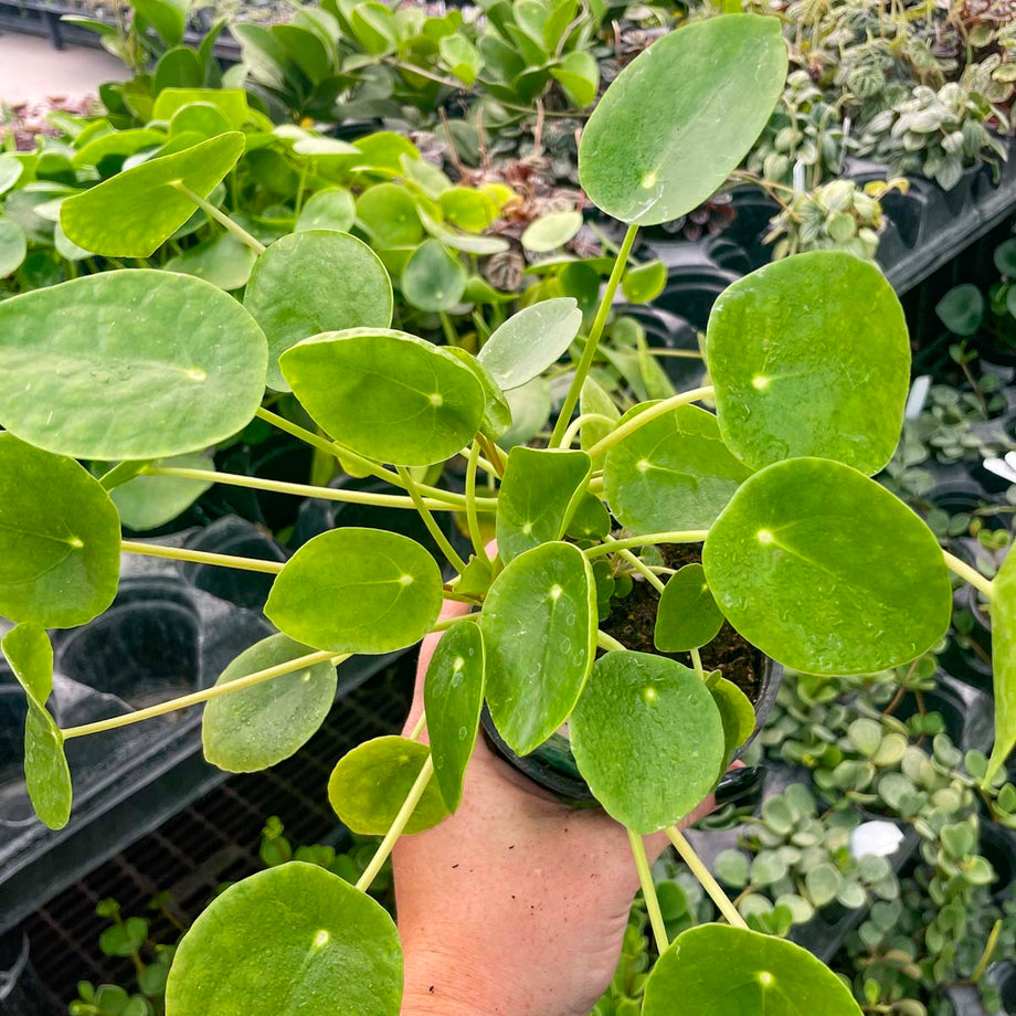 chinese money plant home depot Pilea peperomioides