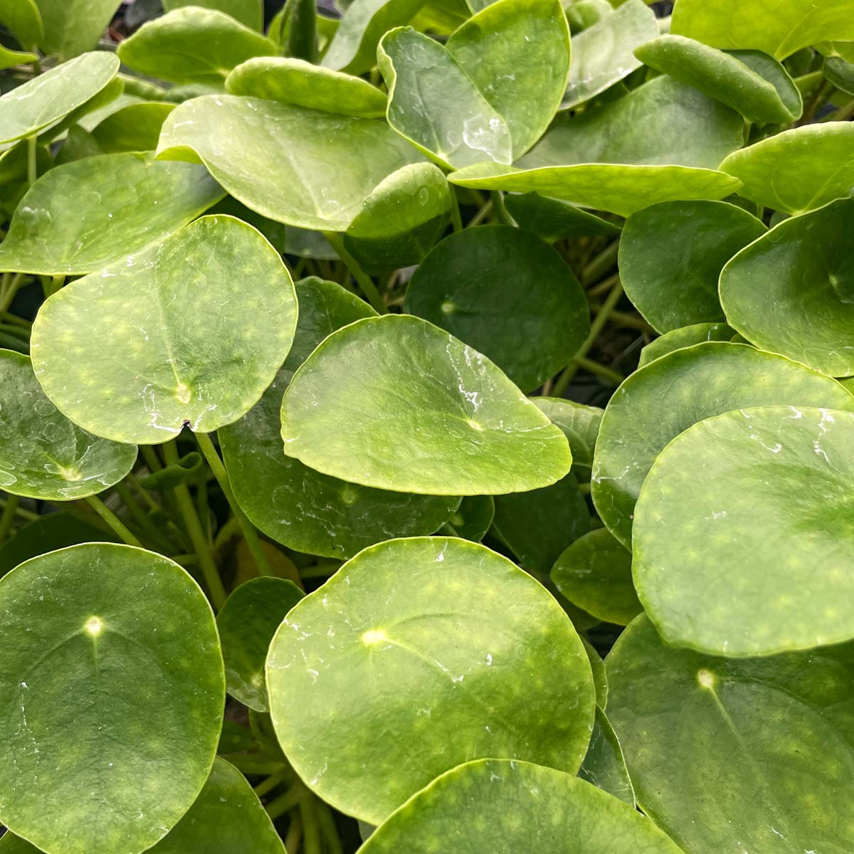 money plant leaf shape Pilea peperomioides