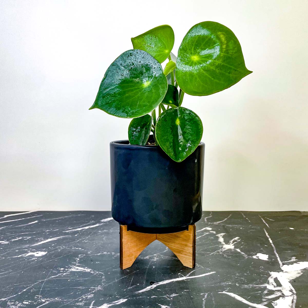 succulent with teardrop leaves Peperomia Raindrop