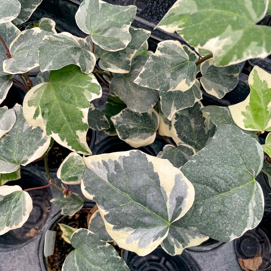 hedera algeriensis Hedera algeriensis 'Marble' (Algerian Ivy) – Southern Idaho Landscape Center