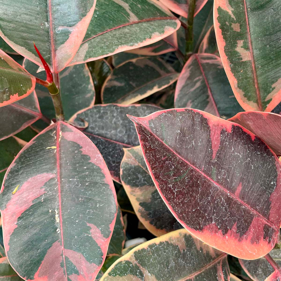 Ficus elastica 'Ruby' – Southern Idaho Landscape Center