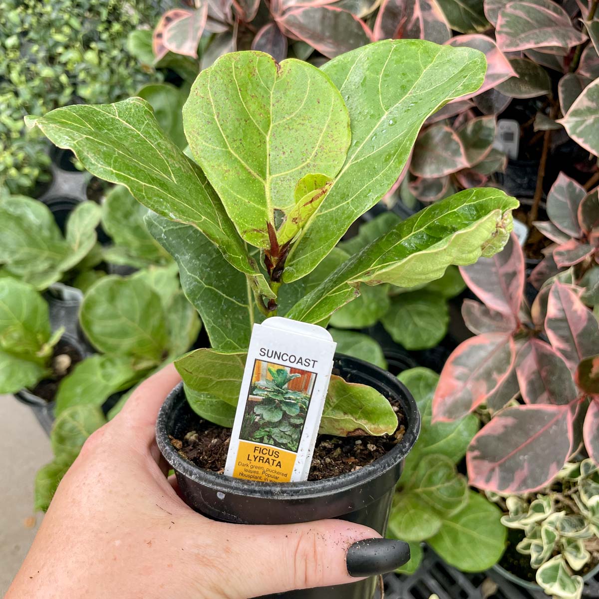 fiddle leaf fig nz Ficus lyrata 'Suncoast' (Fiddle Leaf Fig) – Southern Idaho Landscape Center