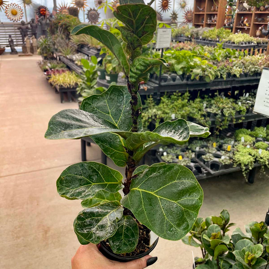 tiny fiddle leaf fig Ficus lyrata 'Little Sunshine' (Fiddle Leaf Fig) – Southern Idaho Landscape Center