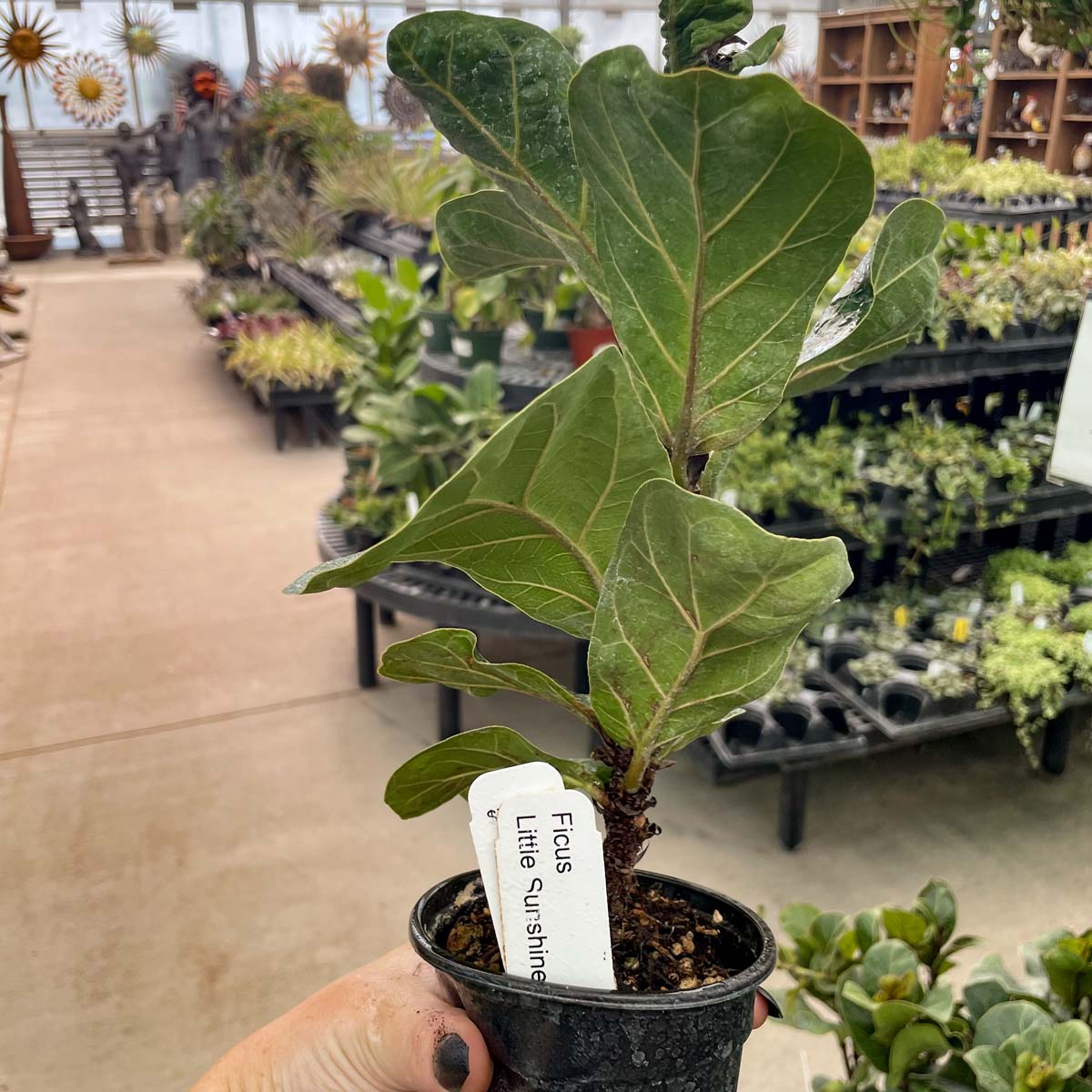 cinnamon fiddle leaf fig Ficus lyrata 'Little Sunshine' (Fiddle Leaf Fig) – Southern Idaho Landscape Center