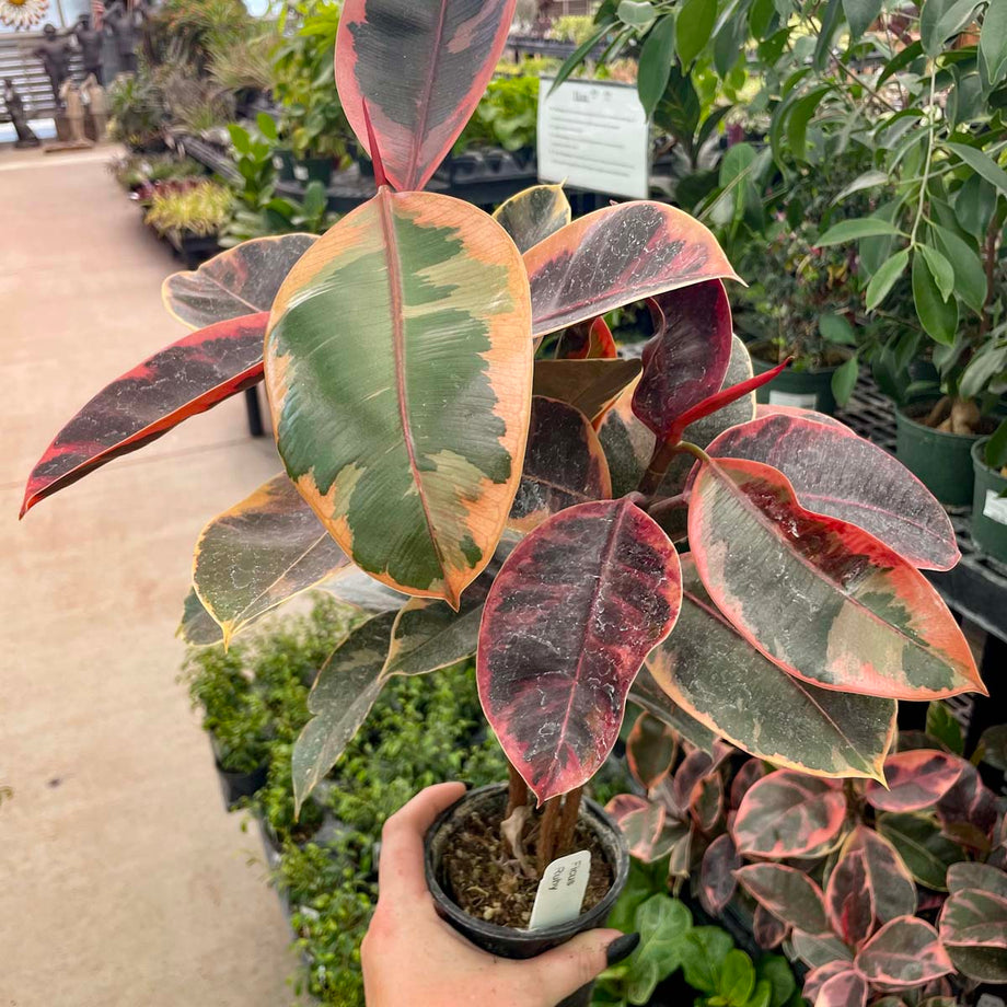 ruby rubber tree price Ficus elastica 'Ruby' – Southern Idaho Landscape Center