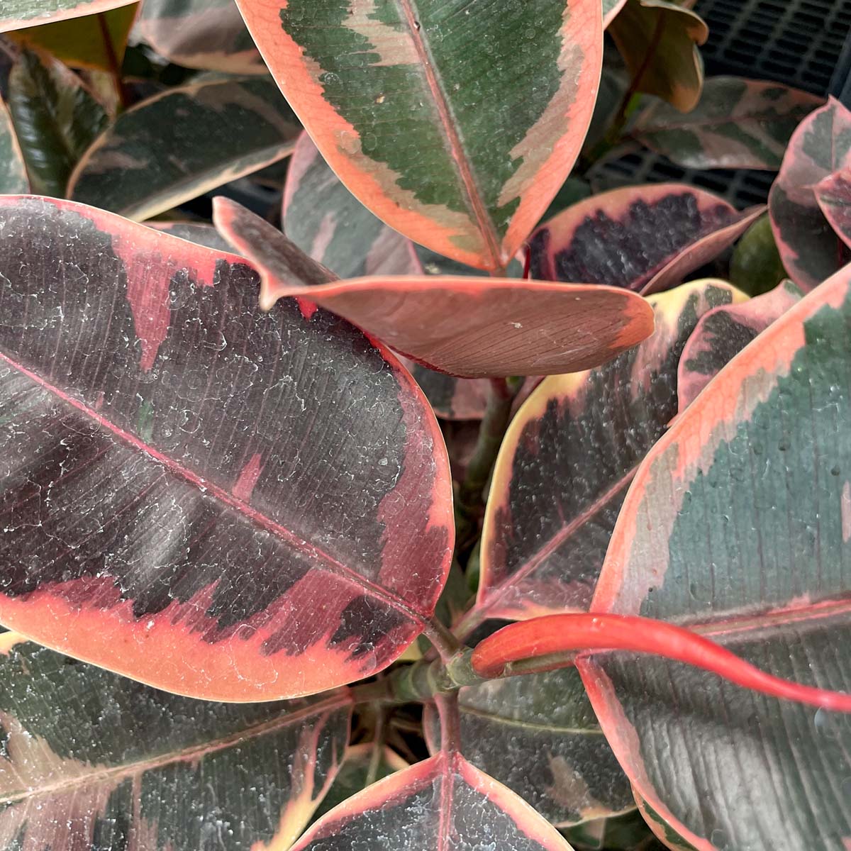 red rubber tree Ficus elastica 'Ruby' – Southern Idaho Landscape Center