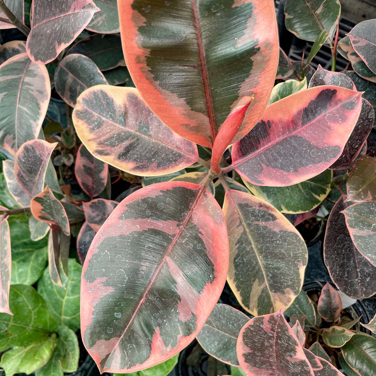 ruby tineke rubber tree Ficus elastica 'Ruby' – Southern Idaho Landscape Center